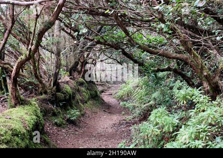 Sendero las siete Huertas en Taganana Stockfoto