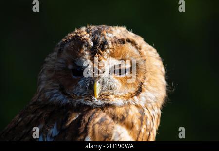 Waldkauz oder Brauneule (Strix aluco) im British Wildlife Centre, Surrey, Großbritannien: Nahaufnahme des Gesichts in teilweisem Seitenschatten Stockfoto