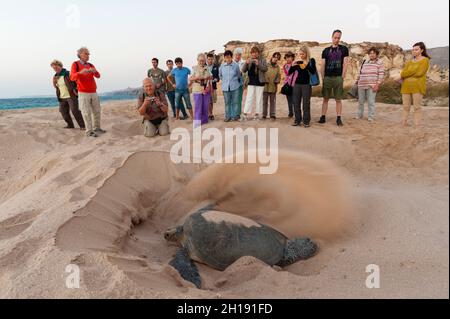 Touristen beobachten eine grüne Meeresschildkröte, Chelonia mydas, die ihr Nistloch bedeckt, nachdem sie ihre Eier gelegt hat. Ras Al Jinz, Oman. Stockfoto