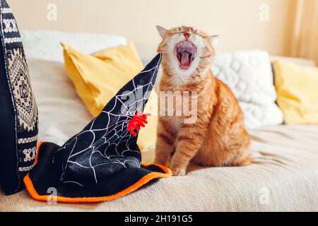 Halloween-Feier. Ingwer-Katze gähnt mit Hexenhut auf der Couch zu Hause. Urlaub gruseliges Kostüm für Haustiere Stockfoto