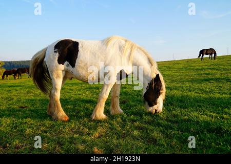Die Galineers Cob, auch bekannt als die traditionelle Zigeunercob, Irish Cob, Gypsy Horse oder Gypsy Vanner im bayerischen Dorf Birkach (Deutschland) Stockfoto