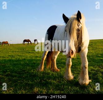 Die Galineers Cob, auch bekannt als die traditionelle Zigeunercob, Irish Cob, Gypsy Horse oder Gypsy Vanner im bayerischen Dorf Birkach (Deutschland) Stockfoto