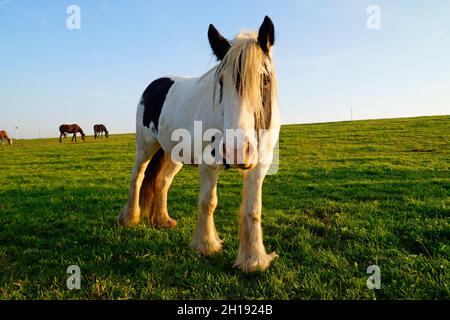 Die Galineers Cob, auch bekannt als die traditionelle Zigeunercob, Irish Cob, Gypsy Horse oder Gypsy Vanner im bayerischen Dorf Birkach (Deutschland) Stockfoto