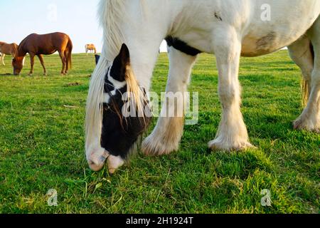 Die Galineers Cob, auch bekannt als die traditionelle Zigeunercob, Irish Cob, Gypsy Horse oder Gypsy Vanner im bayerischen Dorf Birkach (Deutschland) Stockfoto