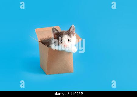 Lustige Kätzchen in Pappkarton isoliert auf blauem Hintergrund mit Kopierraum. Schöne schwarz-weiße Katze schaut aus Lebensmittel-Lieferbox. Katzenscherz Stockfoto