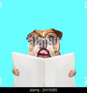 Landschaft eines süßen englischen Bulldoggen, der aus der Zunge ragt, eine Brille trägt und die Zeitung liest Stockfoto