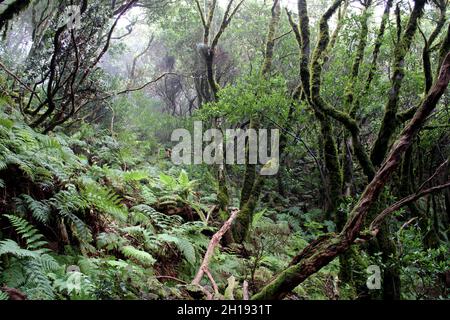 Sendero las siete Huertas en Taganana Stockfoto