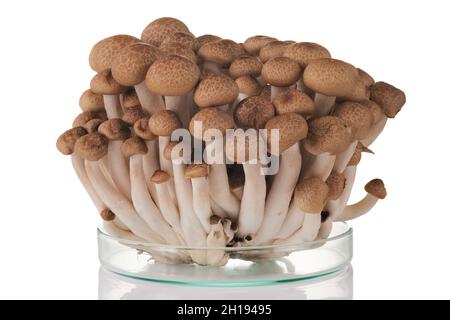 Frischer brauner Shimeji-Pilz auf weißem Hintergrund. Stockfoto