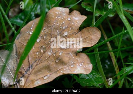Feuchtes, braunes Herbsteichenblatt in grünem Gras. Wassertropfen auf Eichenblatt Stockfoto