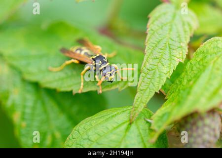 Makroaufnahme der Wespe (Vespula germanica), die auf einem grünen Himbeerblatt sitzt Stockfoto