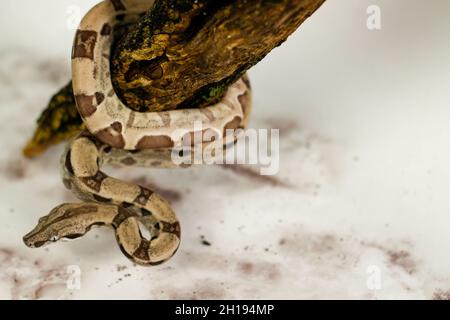 Eine Boa-Imperator-Schlange auf einem Baumzweig mit weißem Marmorboden Stockfoto