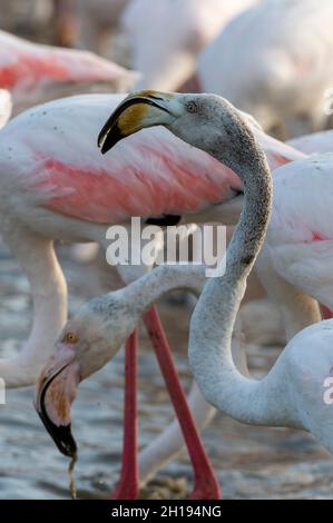 Eine Herde von größeren Flamingos, Phoenicopterus roseus, die sich in einer Lagune ernährt. Saintes Maries de la Mer, Carmague, Bouches du Rhone, Provence Alpes Cote d' Stockfoto