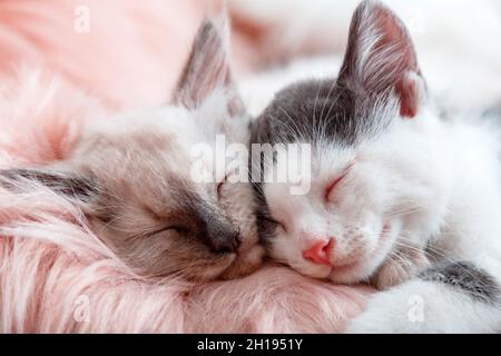 Paar kleine glückliche Kätzchen in der Liebe schlafen zusammen auf rosa flauschig karierten. Porträt von zwei Katzen bequem schlafen Entspannen Sie sich in gemütlichen Zuhause. Kätzchen Nasen Stockfoto