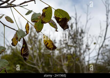 Verwelkte Apfelbäume. Verfaulte Blätter und Herbstkonzept. Stockfoto