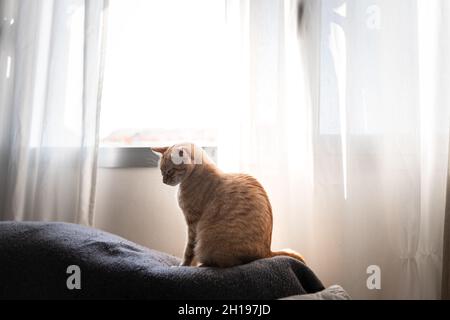 Braune tabby Katze sitzt auf einem grauen Sofa am Fenster Stockfoto