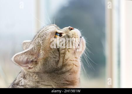 Grau Kurzhaar Scottish Tabby Cat Looking up, Profilansicht Stockfoto