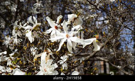 Eine Nahaufnahme von schönen weißen Blumen auf einem Ast. Stockfoto