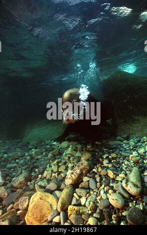 Seelöwen bellten unter Wasser auf Seal Island, Sea of Cortez, Mexiko Stockfoto