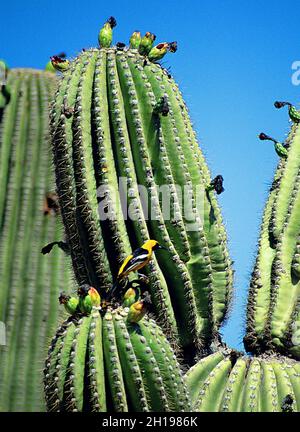 Männlicher Kapuzeneriole am saguaro-Kaktus, Sonora Bay, Mexiko Stockfoto