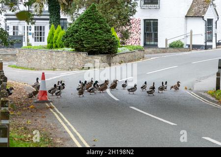 Enten watscheln auf der anderen Straßenseite in Frensham, Surrey, Großbritannien Stockfoto