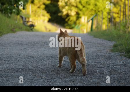 Eine orangefarbene Katze auf der Jagd an einem schönen warmen Abend im Mai auf der Insel Mainau in Deutschland Stockfoto