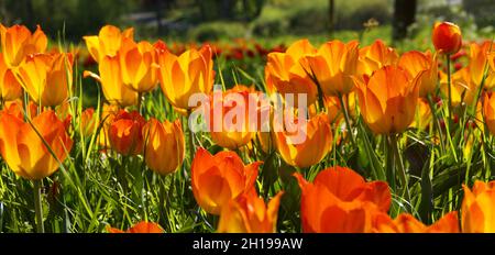 Eine üppige Frühlingswiese voller farbenfroher Tulpen auf der Blumeninsel Mainau an einem sonnigen Apriltag (Deutschland) Stockfoto