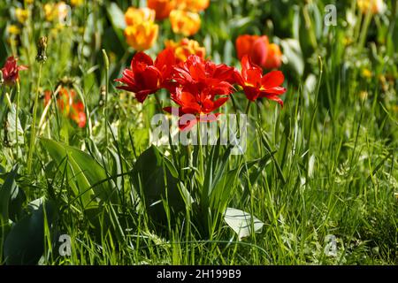 Eine wunderschöne Frühlingswiese voller farbenfroher Tulpen und Hyasinthen auf der Insel Mainau in Deutschland Stockfoto