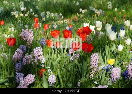 Eine wunderschöne Frühlingswiese voller farbenfroher Tulpen und Hyasinthen auf der Insel Mainau in Deutschland Stockfoto