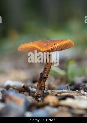 Laccaria laccata, allgemein bekannt als der Täubling, oder wachsartige Laccaria Stockfoto