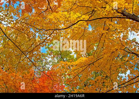 Schöner Baumkronen im Herbst mit gelben, orangen und grünen Blättern Stockfoto