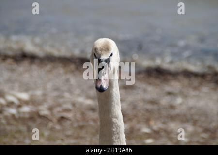 Ein schöner Cygnet Kopf Nahaufnahme auf der Insel Mainau am Bodensee in Deutschland Stockfoto