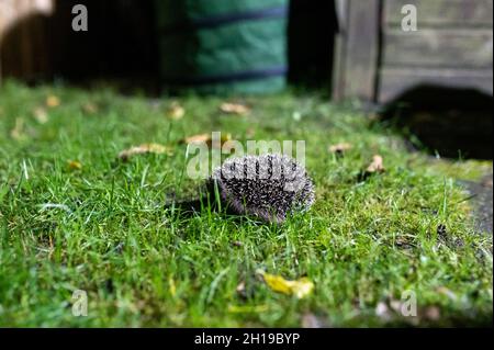 Hamburg, Deutschland. Oktober 2021. Ein junger Braunschwein (Erinaceus europaeus) hockt im grünen Gras in einem Garten. Quelle: Jonas Walzberg/dpa/Alamy Live News Stockfoto