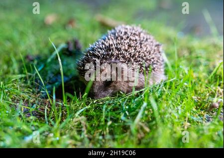 Hamburg, Deutschland. Oktober 2021. Ein junger Braunschwein (Erinaceus europaeus) hockt im grünen Gras in einem Garten. Quelle: Jonas Walzberg/dpa/Alamy Live News Stockfoto