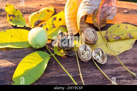 Walnüsse in verschiedenen Stadien der Reifung auf Walnussbaum Stamm. Walnuss in grüner Schale auf der linken Seite, Walnuss in trocken rissige Schale in der Mitte und Walnuss in sie Stockfoto