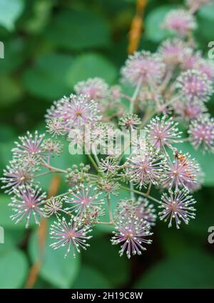 sibirischer Ginseng auch bekannt als (Teufelsstrauch, eleuthero, ciwujia, Teufelsstrauch, Shigoka, Touch-Me-Not, wilder Pfeffer, Stacheligel oder kan jangor) Stockfoto