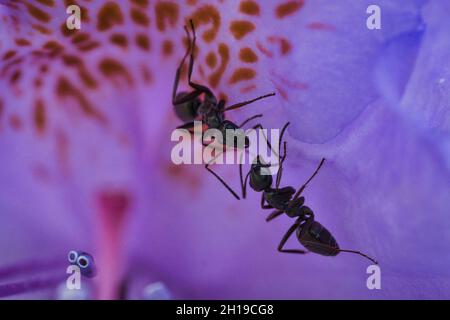 Ameisen auf einer Blume allein in großen Details gezeigt. Makro-Aufnahme, wo jedes Detail gesehen werden kann. Stockfoto