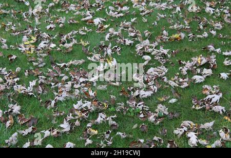 Vereinzelte Blätter auf einem Rasen im Herbst Stockfoto