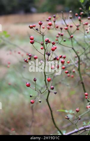 Rote Beeren auf einem Multiflora Rosenbusch im Herbst Stockfoto
