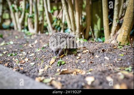 Hamburg, Deutschland. Oktober 2021. Ein junger Braunschwein (Erinaceus europaeus) sitzt zwischen Laub in einem Busch zwischen Wohngebäuden. Quelle: Jonas Walzberg/dpa/Alamy Live News Stockfoto