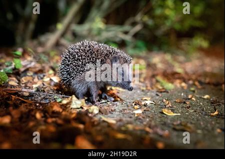 Hamburg, Deutschland. Oktober 2021. Ein junger Braunschwein (Erinaceus europaeus) sitzt zwischen Blättern auf einem Bürgersteig vor einem Busch. Quelle: Jonas Walzberg/dpa/Alamy Live News Stockfoto