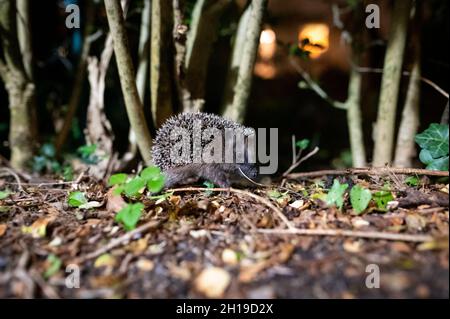 Hamburg, Deutschland. Oktober 2021. Ein junger Braunschwein (Erinaceus europaeus) sitzt zwischen Laub in einem Busch zwischen Wohngebäuden. Quelle: Jonas Walzberg/dpa/Alamy Live News Stockfoto