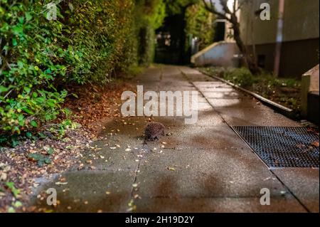 Hamburg, Deutschland. Oktober 2021. Ein junger Braunschwein (Erinaceus europaeus) sitzt auf einem Bürgersteig zwischen Wohngebäuden und Sträuchern. Quelle: Jonas Walzberg/dpa/Alamy Live News Stockfoto