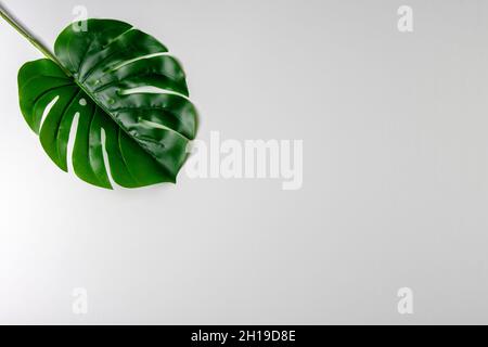 Kreatives Layout aus grünen tropischen Blättern auf weißem Hintergrund. Minimales sommerliches exotisches Konzept. Speicherplatz kopieren. Stockfoto