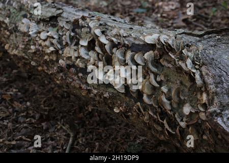 Braune Polyporepilze, die an der Seite eines gefallenen Baumes wachsen Stockfoto
