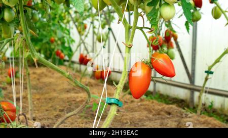 Tomaten werden in einem Gewächshaus an Stützvorrichtungen gebunden. Wie man Tomatoe Pflanze stecken. Möglichkeiten, Gemüse in einem Gewächshaus zu binden. Tomaten unterschiedlicher Reife Stockfoto