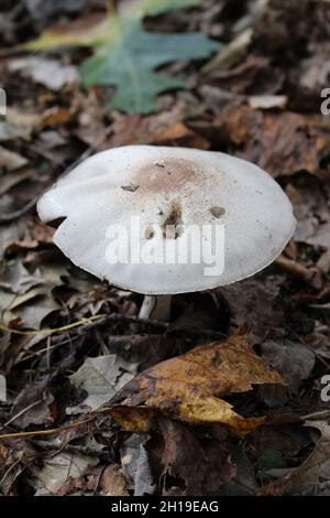 Ein Seitenblick auf einen blassen weinfarbenen Agaric Mushroom Stockfoto