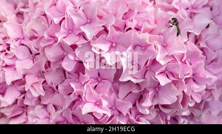 Rosa Blumenhintergrund. Hortensien-Blüten in Nahaufnahme mit Kopierraum. Eine Biene bestäubt Blüten von Hortensia macrofolia. Ein Bouquet von weichen rosa Blumen f Stockfoto