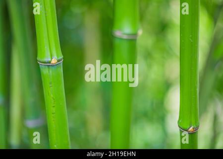 Eine impressionistische Sicht auf Bambus im Yashiro Japanese Garden, Olympia, Washington, USA Stockfoto