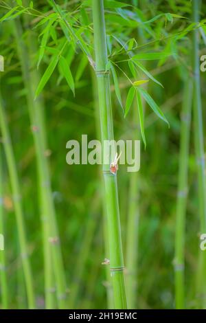 Eine impressionistische Sicht auf Bambus im Yashiro Japanese Garden, Olympia, Washington, USA Stockfoto