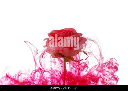 Weiße Rosenblüte innen in Wasser mit roter Acrylfarbe. Stockfoto